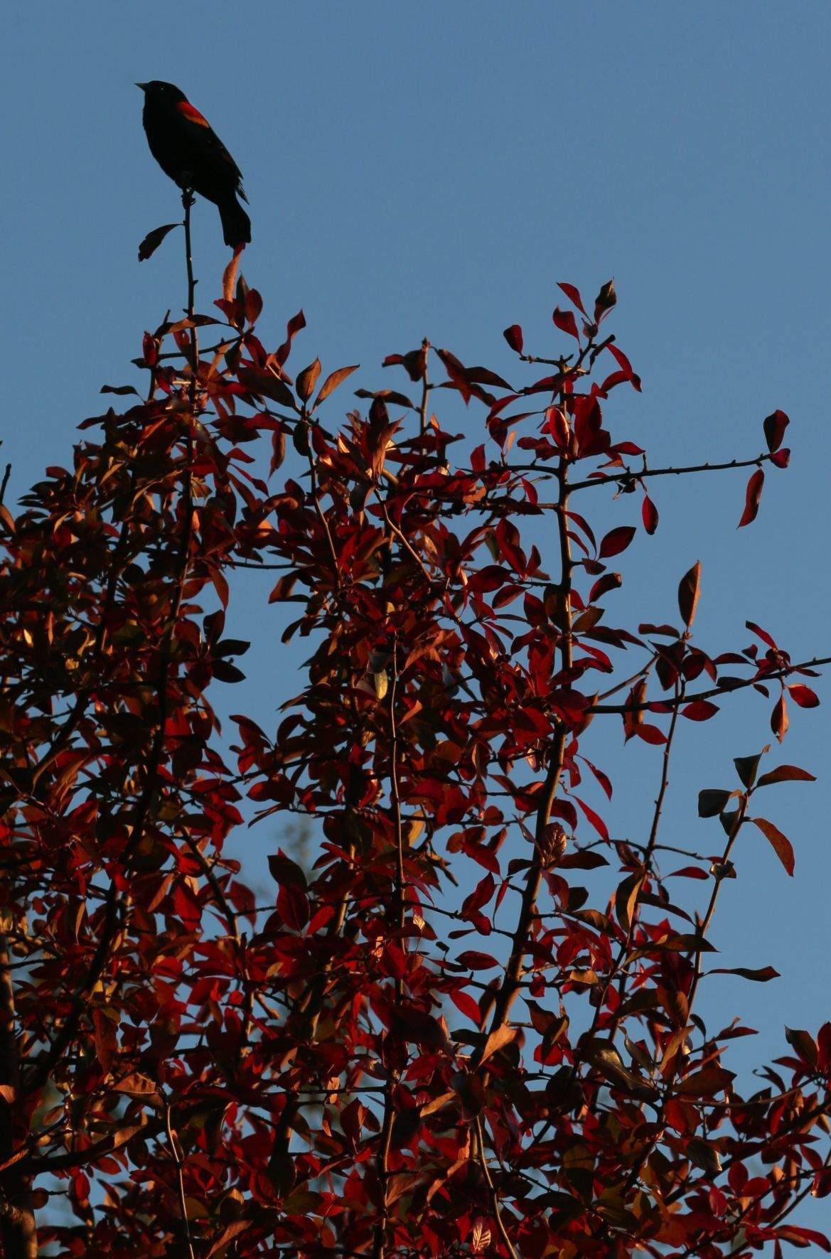 St. Louis shows its color
